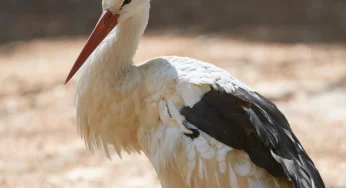 В центре Гродно поселился аист. Горожане попытались ему помочь, но вышло не сразу