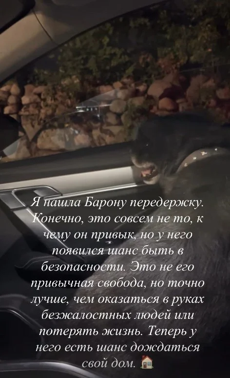 «Ёсць шанец дачакацца свой дом». Гродзенскаму інстаграмнаму сабаку Барону знайшлі часовую ператрымку