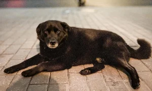 На гродненского инстаграмного пса Барона вызвали службу отлова На гродненского инстаграмного пса Барона вызвали службу отлова