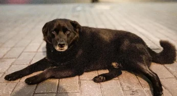 На гродненского инстаграмного пса Барона вызвали службу отлова