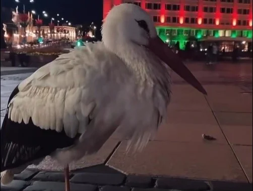 У цэнтры Гродна пасяліўся бусел. Гараджане паспрабавалі яму дапамагчы, але выйшла не адразу