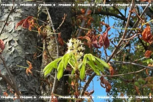 В Гродно снова зацвели каштаны — второй раз за год. Это красиво, но вредит им В Гродно снова зацвели каштаны — второй раз за год. Это красиво, но вредит им