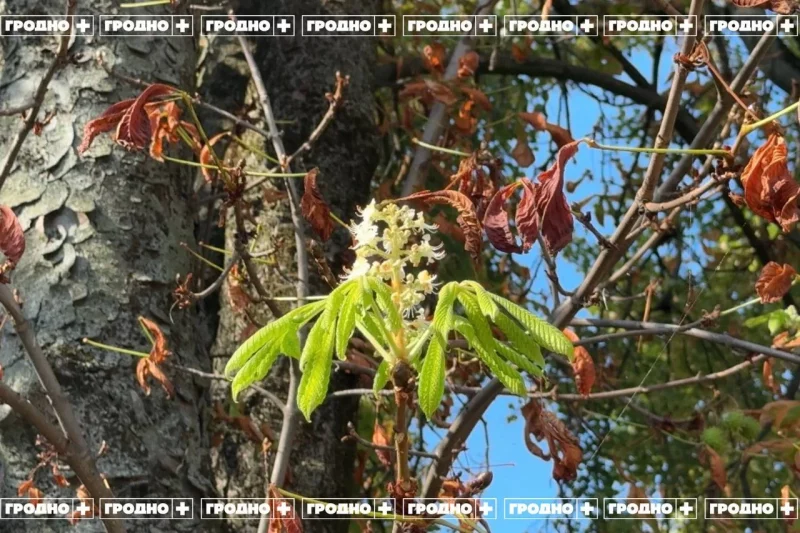 В Гродно снова зацвели каштаны — второй раз за год. Это красиво, но вредит им В Гродно снова зацвели каштаны — второй раз за год. Это красиво, но вредит им