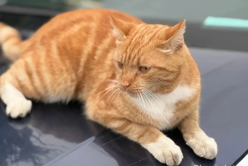 В Гродно появилась новая знаменитость — рыжий кот В Гродно появилась новая знаменитость — рыжий кот