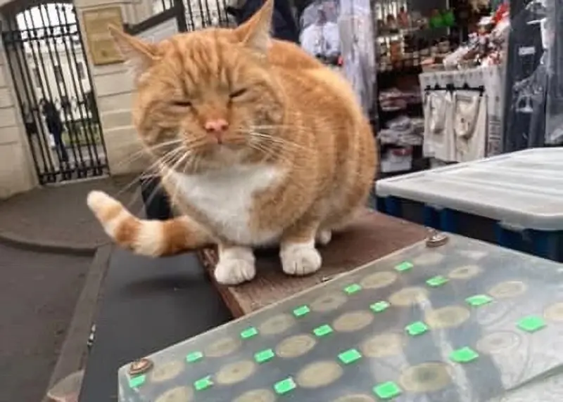 Гродненка спасла “двойника” знаменитого Рыжего с Советской. Животное в тяжелом состоянии и ему нужна помощь