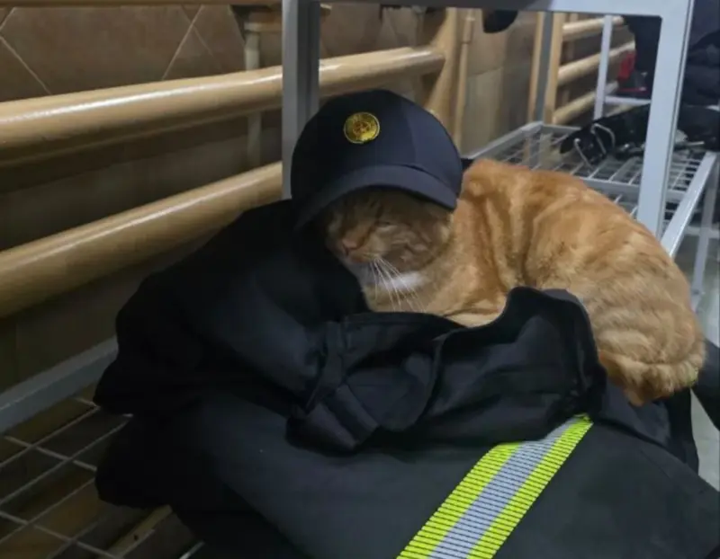 Гродненка спасла “двойника” знаменитого Рыжего с Советской. Животное в тяжелом состоянии и ему нужна помощь