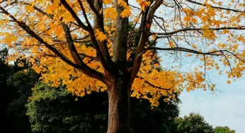 В Слониме мужчина спилил верхушку дерева у дома и получил штраф