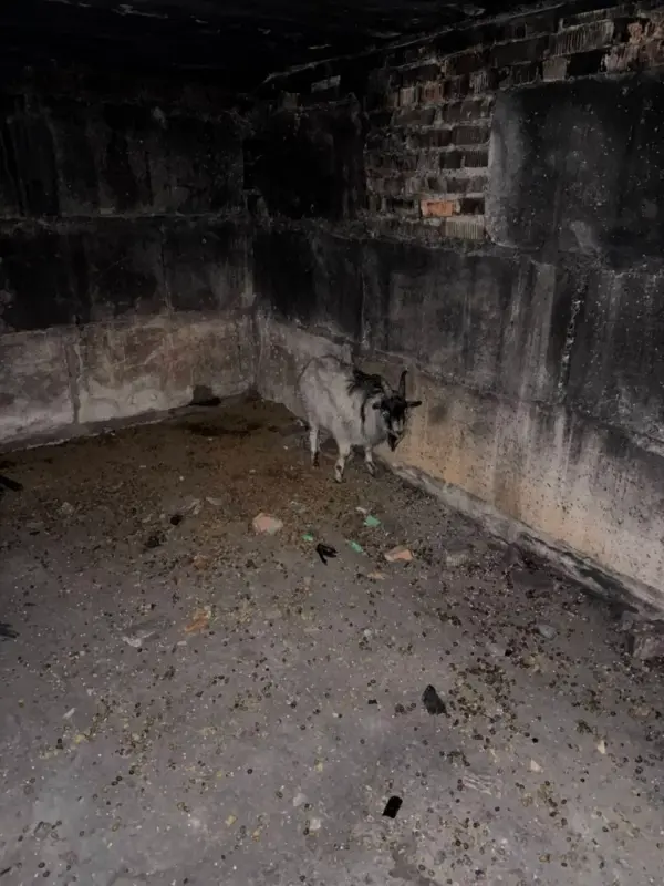 Под Минском замерзают две козы — новых хозяев ищут по всей Беларуси