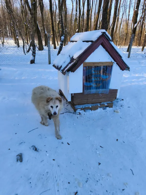 У Гродзенскім САГ уцяплілі будкі - яны дапамогуць сабакам перажыць маразы