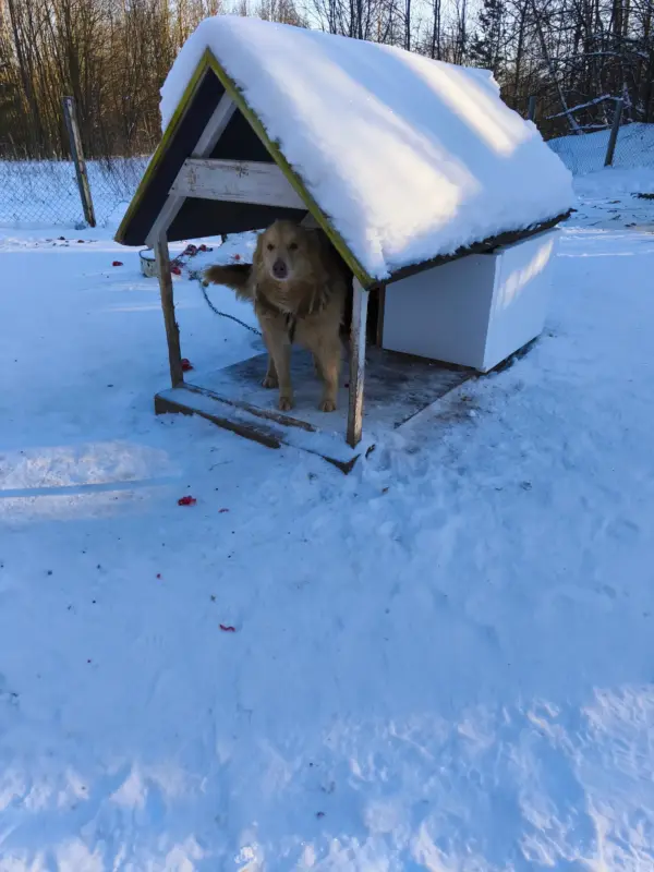 У Гродзенскім САГ уцяплілі будкі - яны дапамогуць сабакам перажыць маразы