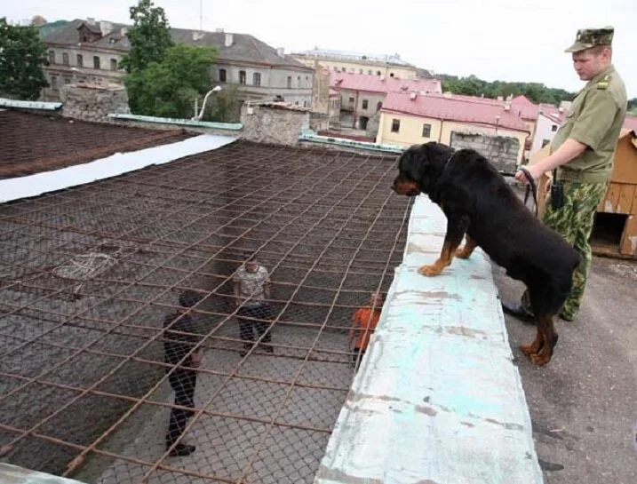 Белоруска предложила гродненской тюрьме поселить у них кошек для ресоциализации заключенных. Вот что из этого вышло
