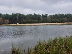 Под Волковыском массово гибнет рыба — причину уже установили 