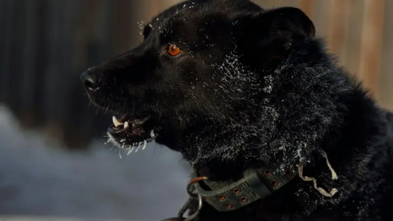 У Слоніме ўжо год спрабуюць пабудаваць пункт часовага ўтрымання жывёл: жыхары баяцца «усыпалкі»