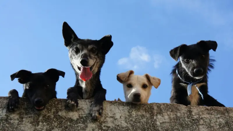 В Слониме уже год пытаются построить пункт временного содержания животных: жители боятся «усыпалки» собаки