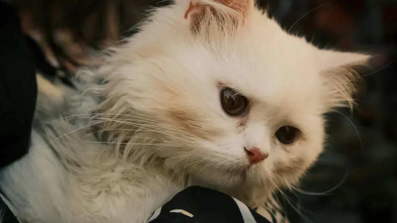 У Слоніме ўжо год спрабуюць пабудаваць пункт часовага ўтрымання жывёл: жыхары баяцца «усыпалкі»