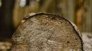 В центре Слониме вырубили деревья. Оказалось, незаконно - организацию оштрафовали дерево