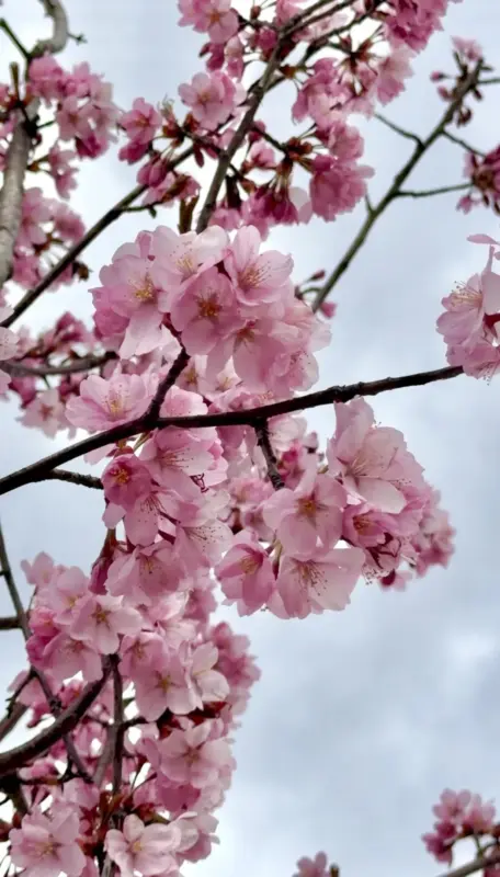 У Гродне зацвіла сакура - паспейце зрабіць фатаграфіі