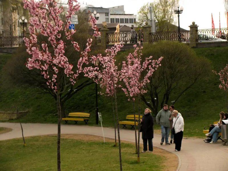 В Гродно зацвела сакура – успейте сделать фотографии 