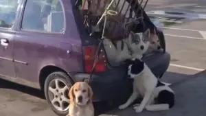 собаки машина