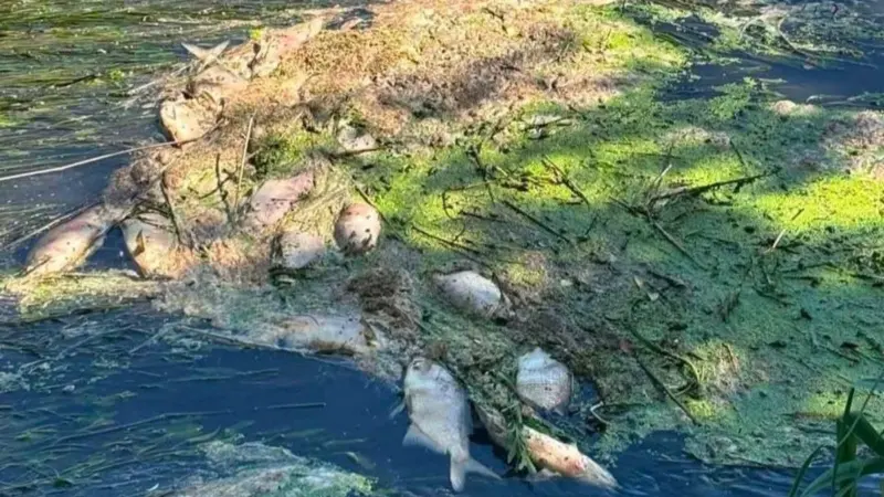Жыхары Лідскага раёна зноў скардзяцца на забруджванне Дзітвы. Раней пра праблему казаў і Вітольд Ашурак