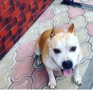 «Прапаў член сям'і, вярнуць не можам". У Гродне зніклага сабаку не хоча вяртаць новы гаспадар «Прапаў член сям'і, вярнуць не можам". У Гродне зніклага сабаку не хоча вяртаць новы гаспадар