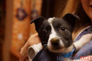 "Сабака - гэта цяпло і любоў". Як адзін з гадаванцаў прытулку жывёлаў знайшоў сабе дом