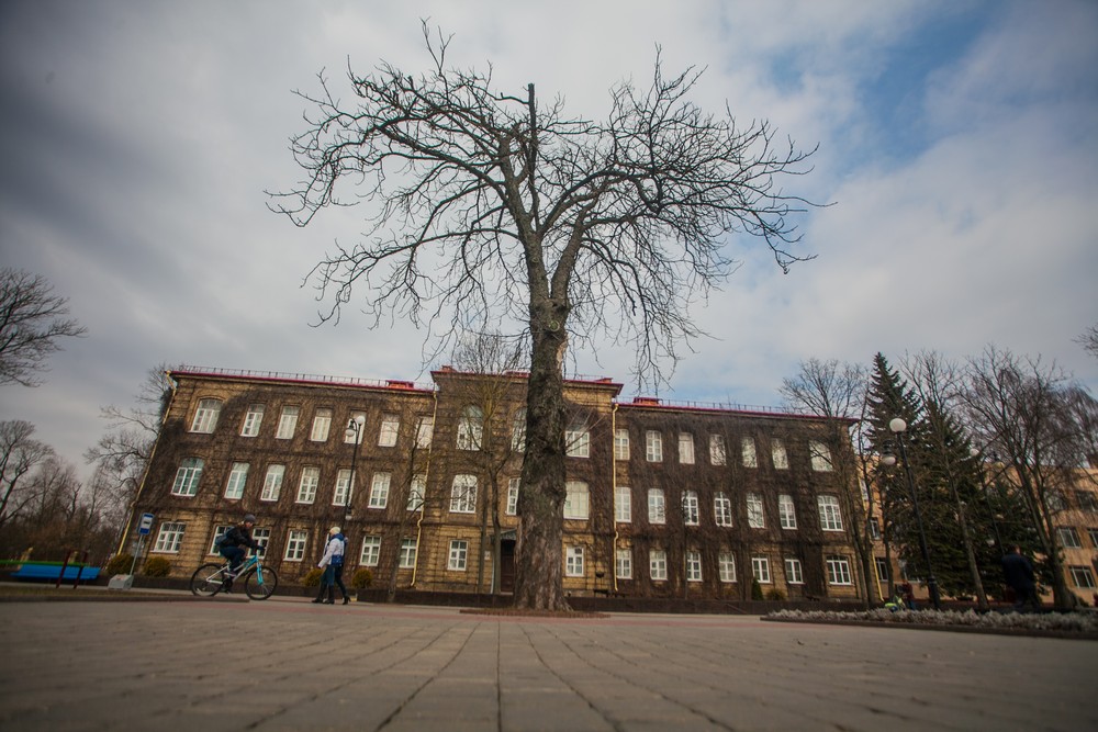 У Гродне спілавалі каштан Элізы Ажэшкі