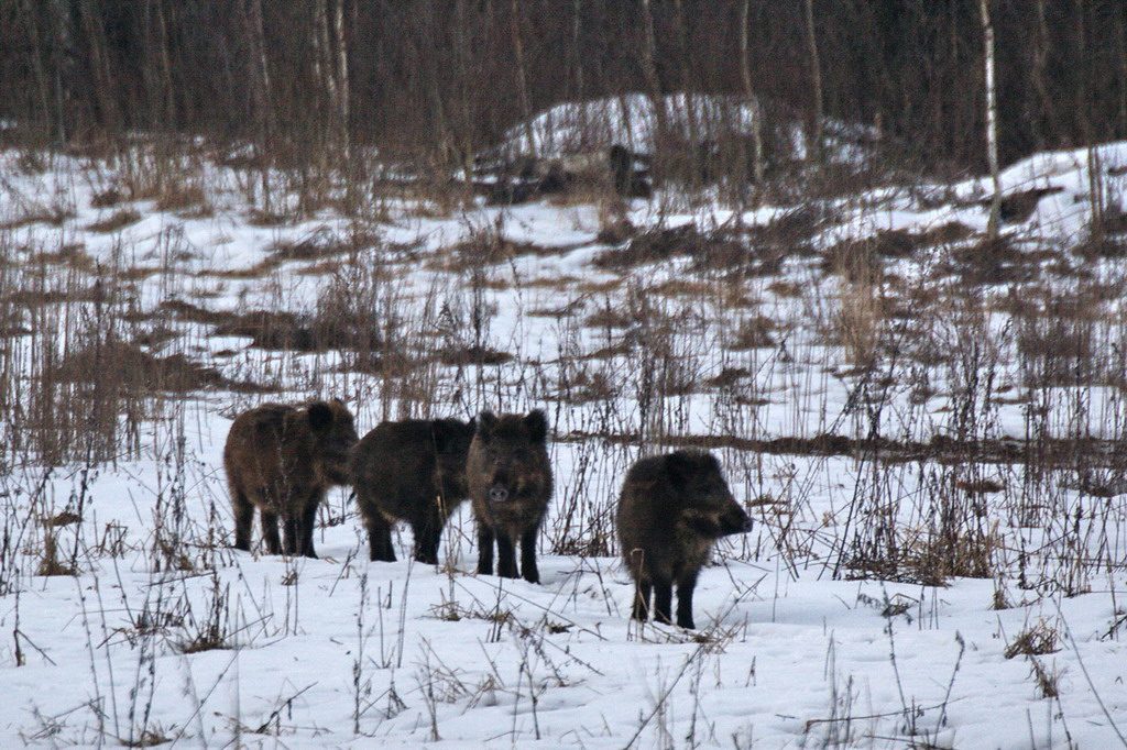 "Раней дзiкi заўсёды сыходзілі". Гродзенскі натураліст распавядае, чаму дзiкiя жывёлы сталі часцей з'яўляцца ў горадзе "Раней дзiкi заўсёды сыходзілі". Гродзенскі натураліст распавядае, чаму дзiкiя жывёлы сталі часцей з'яўляцца ў горадзе