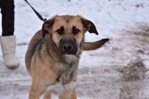 “Прыедзьце, забярыце…” Каму ў Гродне патрэбныя беспрытульныя жывёлы “Прыедзьце, забярыце…” Каму ў Гродне патрэбныя беспрытульныя жывёлы