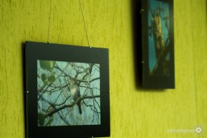 У Гродне адбылася канферэнцыя арганізацыі «Ахова птушак Бацькаўшчыны» У Гродне адбылася канферэнцыя арганізацыі «Ахова птушак Бацькаўшчыны»