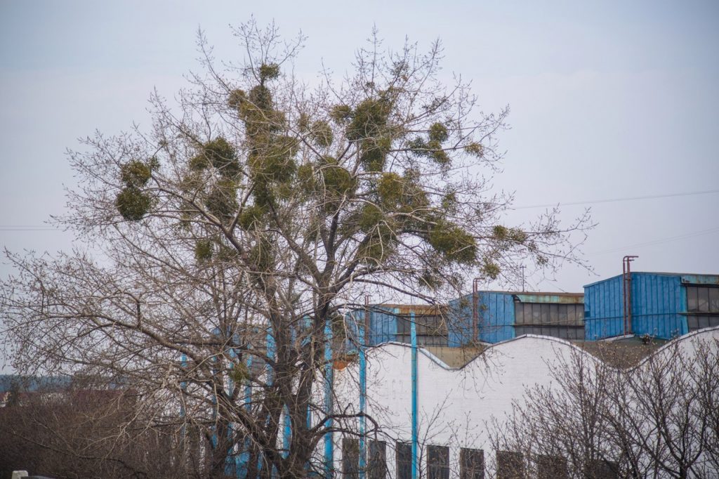 Таполі да спілоўвання