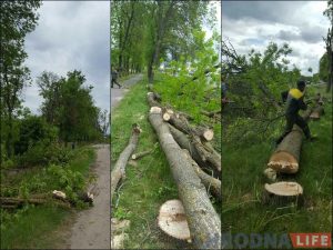 "Спілоўку дрэў без увагі не пакінем". Жыхары Паўднёвага заклікаюць гарадскія службы да дыялогу "Спілоўку дрэў без увагі не пакінем". Жыхары Паўднёвага заклікаюць гарадскія службы да дыялогу