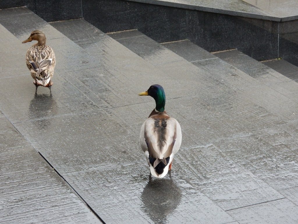 У Новы замак прыйшлі качкі-турысткі