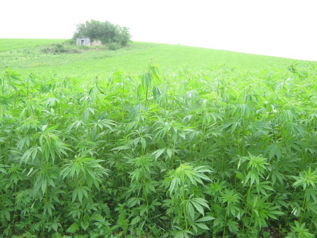 Ад брытанскага флоту да крымінальнай хронікі: як каноплі былі на Гродзеншчыне стратэгічным таварам