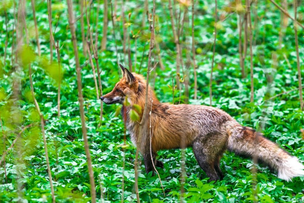 "Прыкмет шаленства не выяўлена". Лісаў з Румлёўскага парку вывезлі ў лес ля Азёраў "Прыкмет шаленства не выяўлена". Лісаў з Румлёўскага парку вывезлі ў лес ля Азёраў
