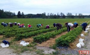 "Пахаць прыходзіцца капітальна, але заробак добры". Гродзенка пра збор клубніц у Фінляндыі "Пахаць прыходзіцца капітальна, але заробак добры". Гродзенка пра збор клубніц у Фінляндыі