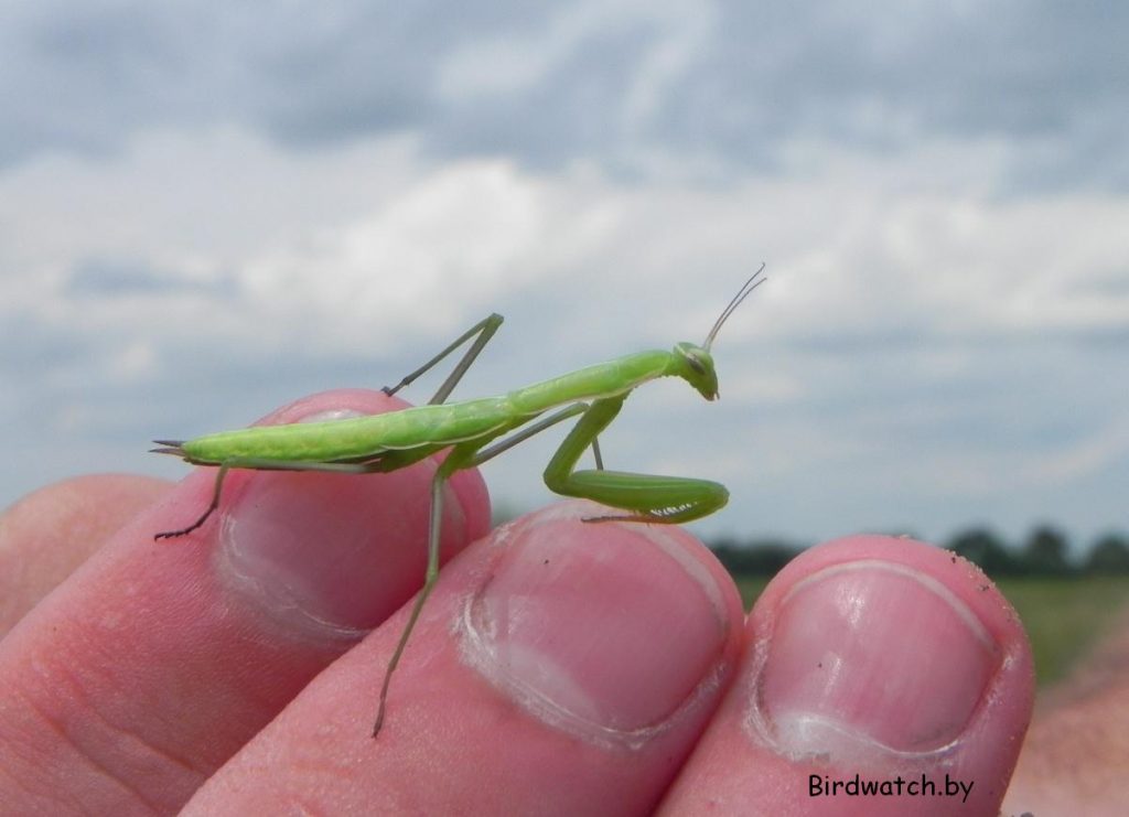На Гродзеншчыне знойдзена першая ў Беларусі лічынка багамола На Гродзеншчыне знойдзена першая ў Беларусі лічынка багамола