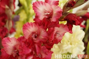 "Аляксандр Лукашэнка пакуль у бутонах". Выстава гладыёлусаў адкрылася ў Гродне "Аляксандр Лукашэнка пакуль у бутонах". Выстава гладыёлусаў адкрылася ў Гродне