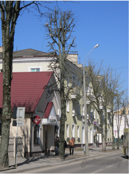 Як ратаваць хворыя дрэвы: "Зелянбуд" з навукоўцамі правядуць эксперымент. Эколаг Лапеха: "Мы білі ў званы яшчэ 4 гады таму"