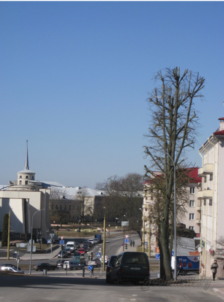 Як ратаваць хворыя дрэвы: "Зелянбуд" з навукоўцамі правядуць эксперымент. Эколаг Лапеха: "Мы білі ў званы яшчэ 4 гады таму"