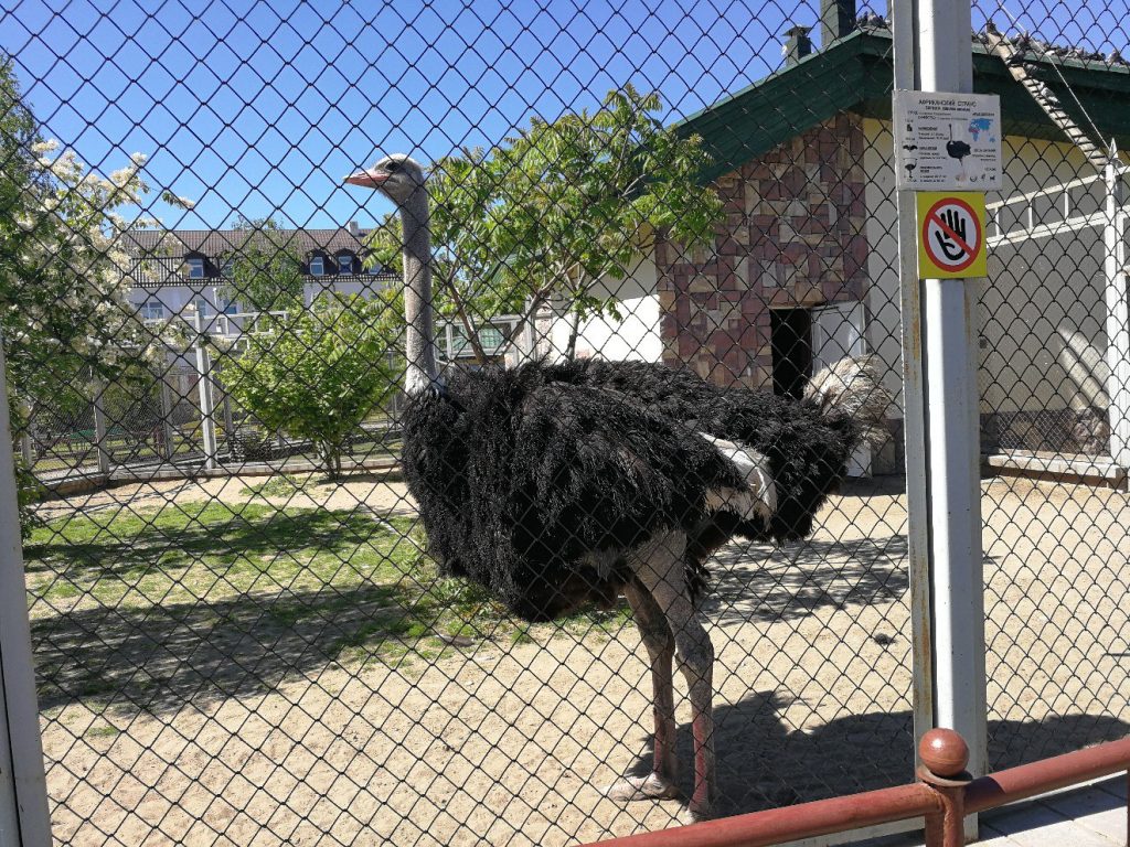 Як звяры з пінскага заакутка, дзе іх дрэнна даглядалі, адаптуюцца ў Гродне