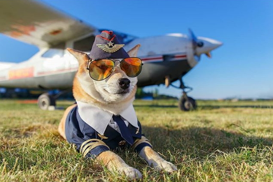 Гродзенскага сабаку Элі прызналі самым абаяльным сабакам-авіятарам у Беларусі Гродзенскага сабаку Элі прызналі самым абаяльным сабакам-авіятарам у Беларусі