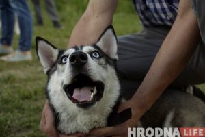 Ці стануць сабакі Гродна сябрамі ЖКГ. Жыхары Дзевятоўкі працягваюць змагацца за пляцоўку для выгула