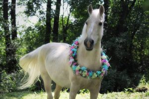 Гродзенка збірае грошы на коней, каб дапамагаць асаблівым дзецям Гродзенка збірае грошы на коней, каб дапамагаць асаблівым дзецям