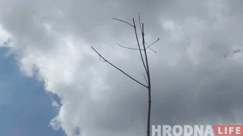 Пасадзілі і забылі. Што сталася з юбілейнай алеяй Ленінскага раёна Пасадзілі і забылі. Што сталася з юбілейнай алеяй Ленінскага раёна