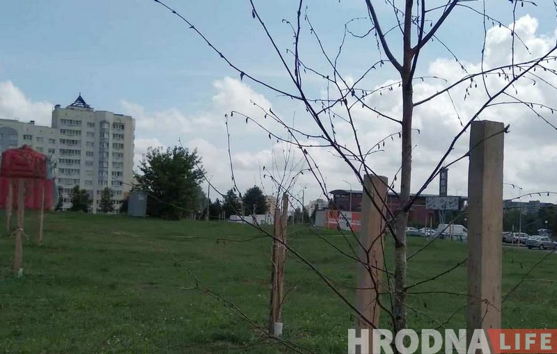 Пасадзілі і забылі. Што сталася з юбілейнай алеяй Ленінскага раёна Пасадзілі і забылі. Што сталася з юбілейнай алеяй Ленінскага раёна