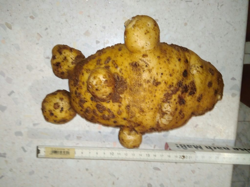 Глядзіце, як выглядае бульба, падобная да алімпійскага мішкі