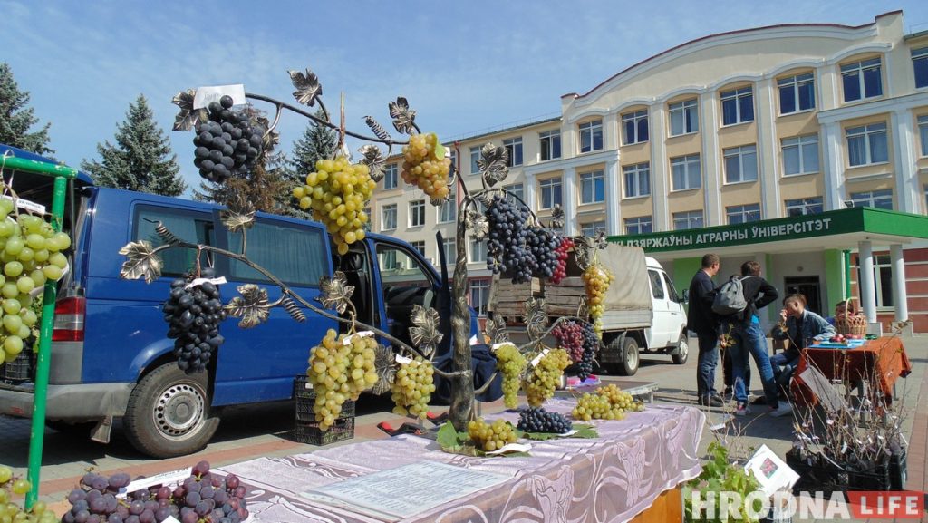 “Ужо не круцяць ля віска”. У Гродне сабраліся вінаградары з усёй Беларусі
