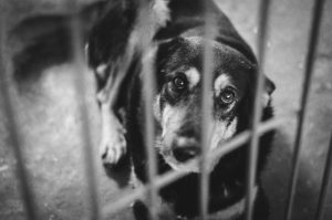 Замест кветак - корм. Гродзенскія матацыклісткі наведалі прытулак для жывёлаў