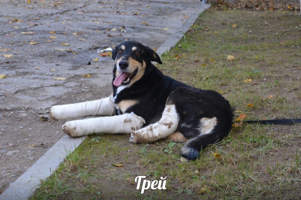 Сабака, якога выкінулі з чацвёртага паверху, вылечыўся і шукае новых гаспадароў